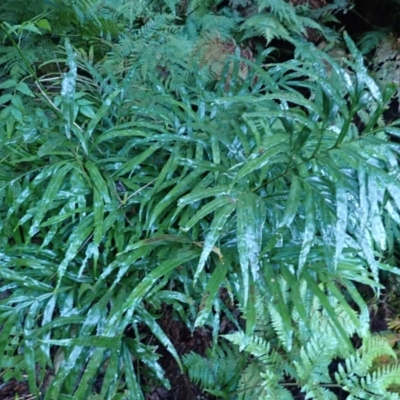 Pteris umbrosa (Jungle Brake) at Bodalla State Forest - 28 May 2024 by plants