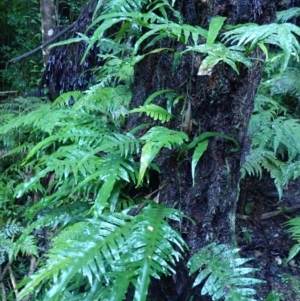 Microsorum scandens (Fragrant Fern) at Narooma, NSW by plants