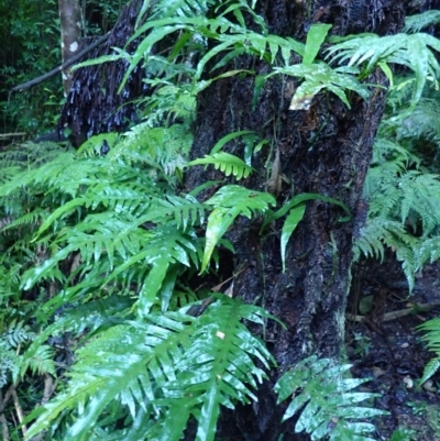 Microsorum scandens (Fragrant Fern) at Bodalla State Forest - 28 May 2024 by plants