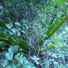 Asplenium australasicum (Bird's Nest Fern, Crow's Nest Fern) at Bodalla State Forest - 28 May 2024 by plants
