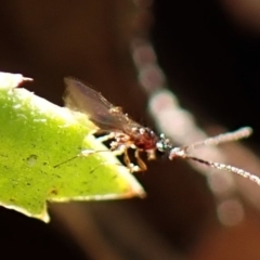 Unidentified Parasitic wasp (numerous families) at Aranda Bushland - 26 May 2024 by CathB