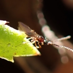 Apocrita (suborder) (Unidentified wasp) at Aranda Bushland - 26 May 2024 by CathB