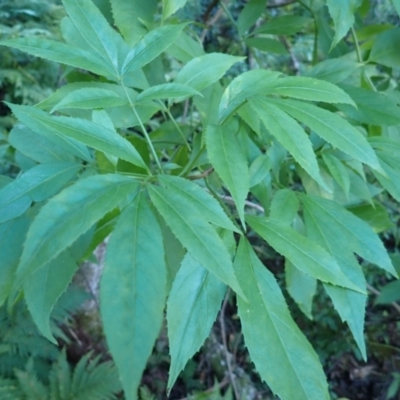 Sambucus australasica (Native Elderberry, Yellow Elderberry, Native Elder) at Bodalla State Forest - 28 May 2024 by plants