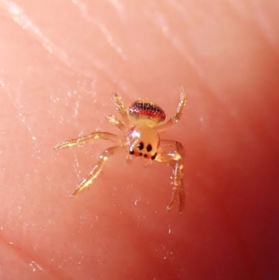 Arkys sp. (genus) (An Ambush, Bird-dropping or Triangular Spider) at Aranda Bushland - 26 May 2024 by CathB