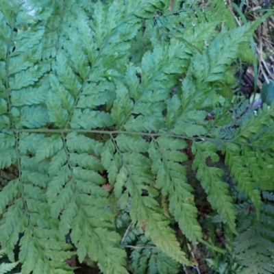 Lastreopsis microsora (Creeping Shield Fern) at Narooma, NSW - 29 May 2024 by plants