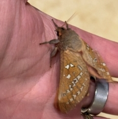 Oxycanus (genus) at Mittagong, NSW - 31 May 2024 by Span102