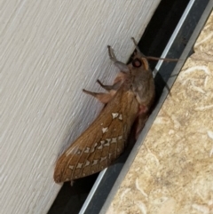 Oxycanus (genus) at Wingecarribee Local Government Area - suppressed