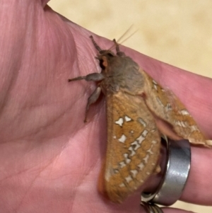 Oxycanus (genus) at Wingecarribee Local Government Area - suppressed