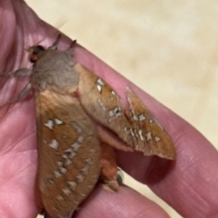 Oxycanus (genus) at Wingecarribee Local Government Area - 31 May 2024