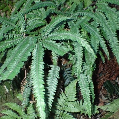 Adiantum hispidulum var. hispidulum (Rough Maidenhair) at Narooma, NSW - 29 May 2024 by plants