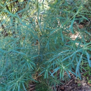 Zieria tuberculata at Gulaga National Park - suppressed