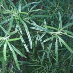 Zieria tuberculata at Gulaga National Park - suppressed