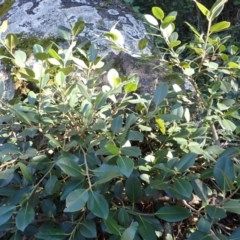 Ficus rubiginosa (Port Jackson or Rusty Fig) at Gulaga National Park - 29 May 2024 by plants