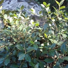 Ficus rubiginosa (Port Jackson or Rusty Fig) at Central Tilba, NSW - 29 May 2024 by plants