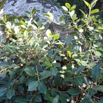 Ficus rubiginosa (Port Jackson or Rusty Fig) at Central Tilba, NSW - 29 May 2024 by plants