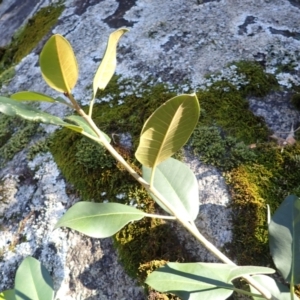 Ficus rubiginosa at Gulaga National Park - 29 May 2024