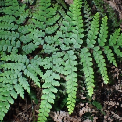 Adiantum formosum (Black Stem, Black-stem Maidenhair) at Bodalla State Forest - 29 May 2024 by plants