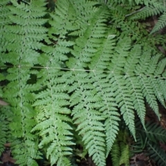 Dennstaedtia davallioides (Lacy Ground Fern) at Narooma, NSW - 29 May 2024 by plants