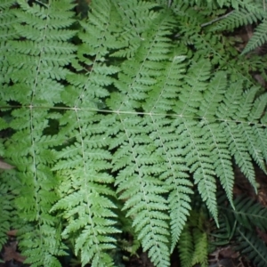 Dennstaedtia davallioides (Lacy Ground Fern) at Narooma, NSW by plants
