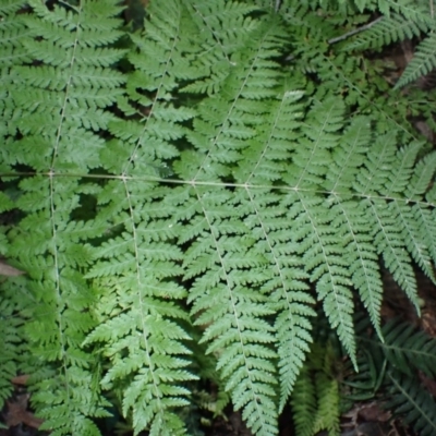 Dennstaedtia davallioides (Lacy Ground Fern) at Bodalla State Forest - 29 May 2024 by plants