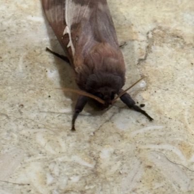 Unidentified Swift and Ghost moth (Hepialidae) at Braemar, NSW - 31 May 2024 by Span102