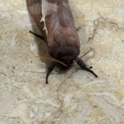 Oxycanus (genus) (Unidentified Oxycanus moths) at Mittagong, NSW - 31 May 2024 by Span102