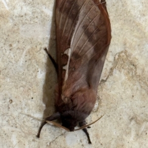 Oxycanus (genus) at Mittagong, NSW - suppressed