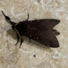 Oxycanus (genus) at Mittagong, NSW - suppressed