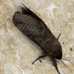 Oxycanus (genus) at Mittagong, NSW - suppressed