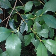 Doryphora sassafras at Bodalla State Forest - 29 May 2024 by plants