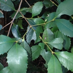 Doryphora sassafras at Bodalla State Forest - 29 May 2024