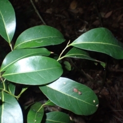 Cryptocarya microneura (Murrogun) at Corunna State Forest - 29 May 2024 by plants