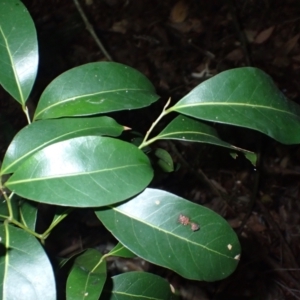 Cryptocarya microneura at Corunna State Forest - 29 May 2024