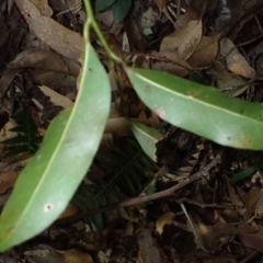 Cryptocarya microneura at Corunna State Forest - 29 May 2024