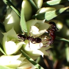 Rhytidoponera tasmaniensis at Aranda, ACT - 26 May 2024 by CathB