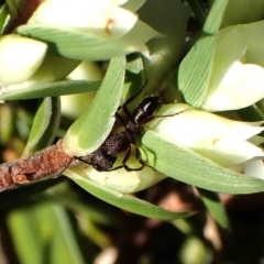 Rhytidoponera tasmaniensis at Aranda Bushland - 26 May 2024