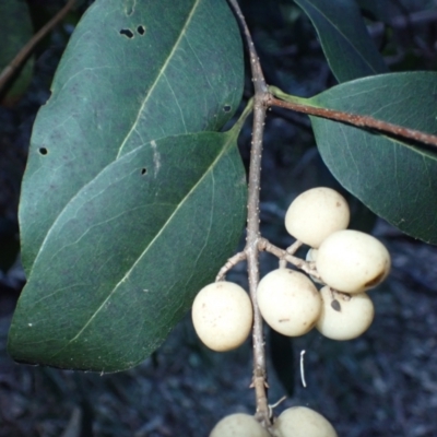 Notelaea venosa (Large Mock Olive) at Narooma, NSW - 29 May 2024 by plants