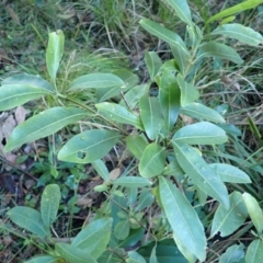 Acronychia oblongifolia (White Aspen, Yellow Wood) at Potato Point, NSW - 29 May 2024 by plants