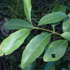 Acronychia oblongifolia at Eurobodalla National Park - 30 May 2024