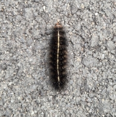 Unidentified Anthelid moth (Anthelidae) at Umbagong District Park - 1 Jun 2024 by LD12