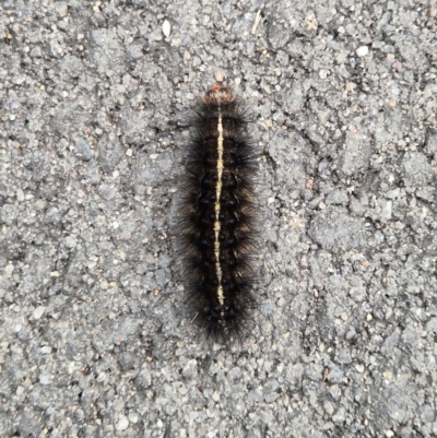 Anthelidae sp. (family) at Umbagong District Park - 1 Jun 2024 by LD12