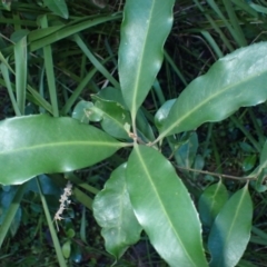Myrsine howittiana (Brush Muttonwood) at Eurobodalla National Park - 29 May 2024 by plants