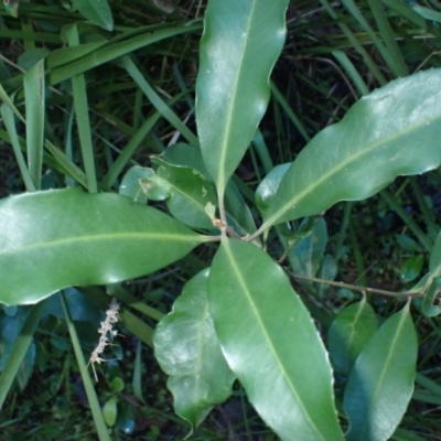 Myrsine howittiana (Brush Muttonwood) at Potato Point, NSW - 30 May 2024 by plants