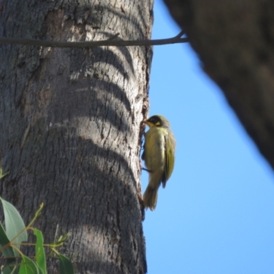 Lichenostomus melanops (Yellow-tufted Honeyeater) at Wollondilly Local Government Area - 22 May 2024 by Span102