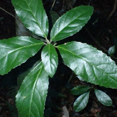 Claoxylon australe (Brittlewood) at Potato Point, NSW - 30 May 2024 by plants