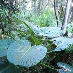 Alocasia brisbanensis (Cunjevoi, Spoon Lily) at Potato Point, NSW - 29 May 2024 by plants