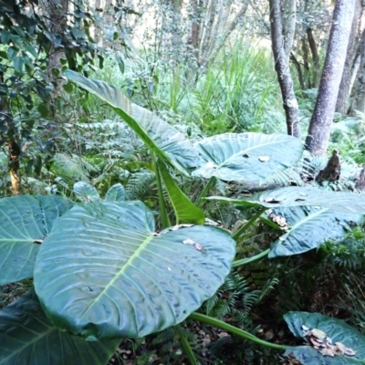 Alocasia brisbanensis (Cunjevoi, Spoon Lily) at Potato Point, NSW - 30 May 2024 by plants