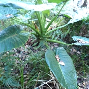 Alocasia brisbanensis at Eurobodalla National Park - 30 May 2024