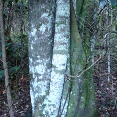 Cryptocarya microneura (Murrogun) at Eurobodalla National Park - 29 May 2024 by plants