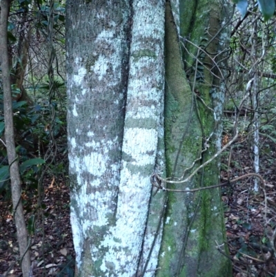 Cryptocarya microneura (Murrogun) at Eurobodalla National Park - 29 May 2024 by plants